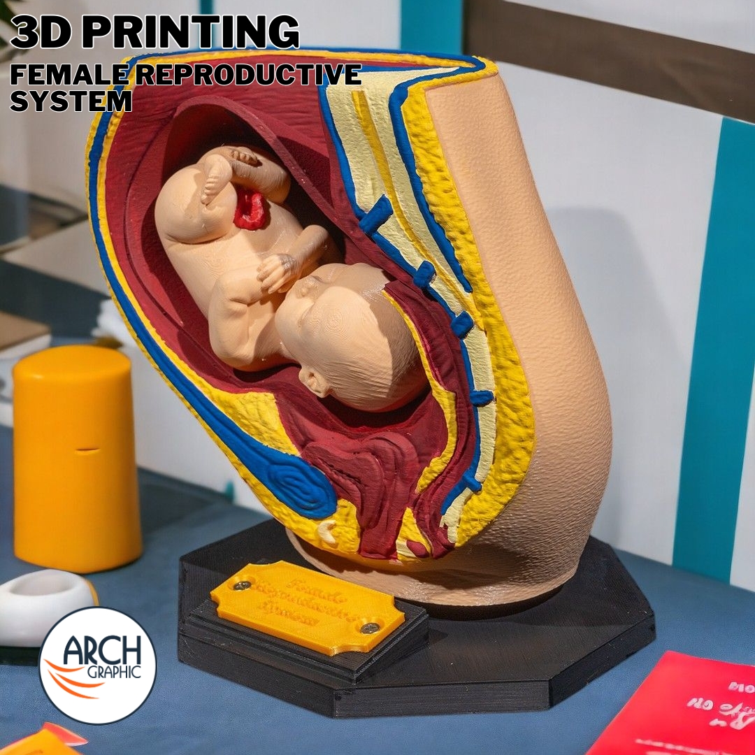 3d_archgraphic's tweet image. 🩺 3D Printed Female Reproductive System Model 🔬
High-detail anatomical model for medical training, gynecology studies
arch-graphic.com
#3DPrintingUAE #Medical3DPrinting #FemaleAnatomy #AnatomicalModels #Healthcare3DPrinting #MedicalEducationUAE #UAE3DPrint