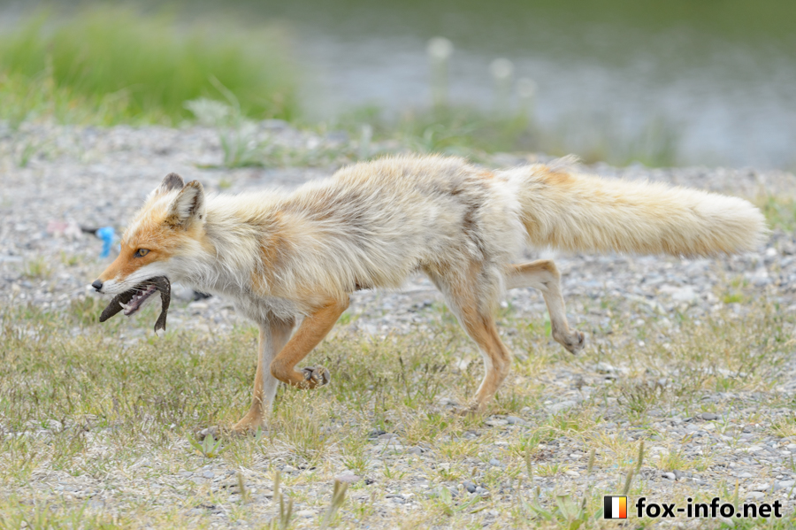 fox_info_net's tweet image. おさかな咥えたキタキツネ
 #野生のキツネ fox-info.net/fox-photo/arch…