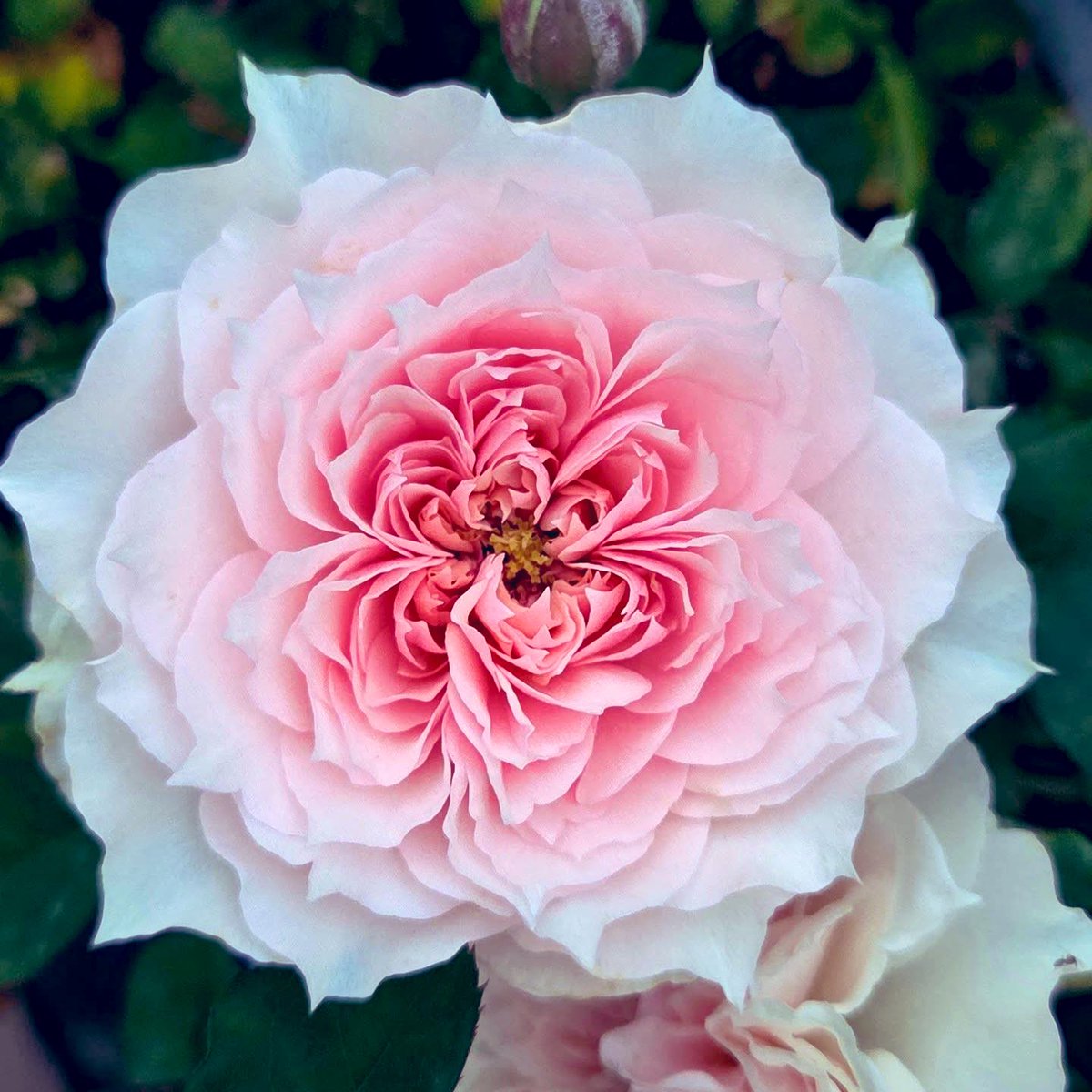 TheFlowerShow's tweet image. 🌸 Monique Darve is a stunning French floribunda rose, introduced by Guillot in 2007 and bred by Dominique Massad.
How would you describe it in one word only?