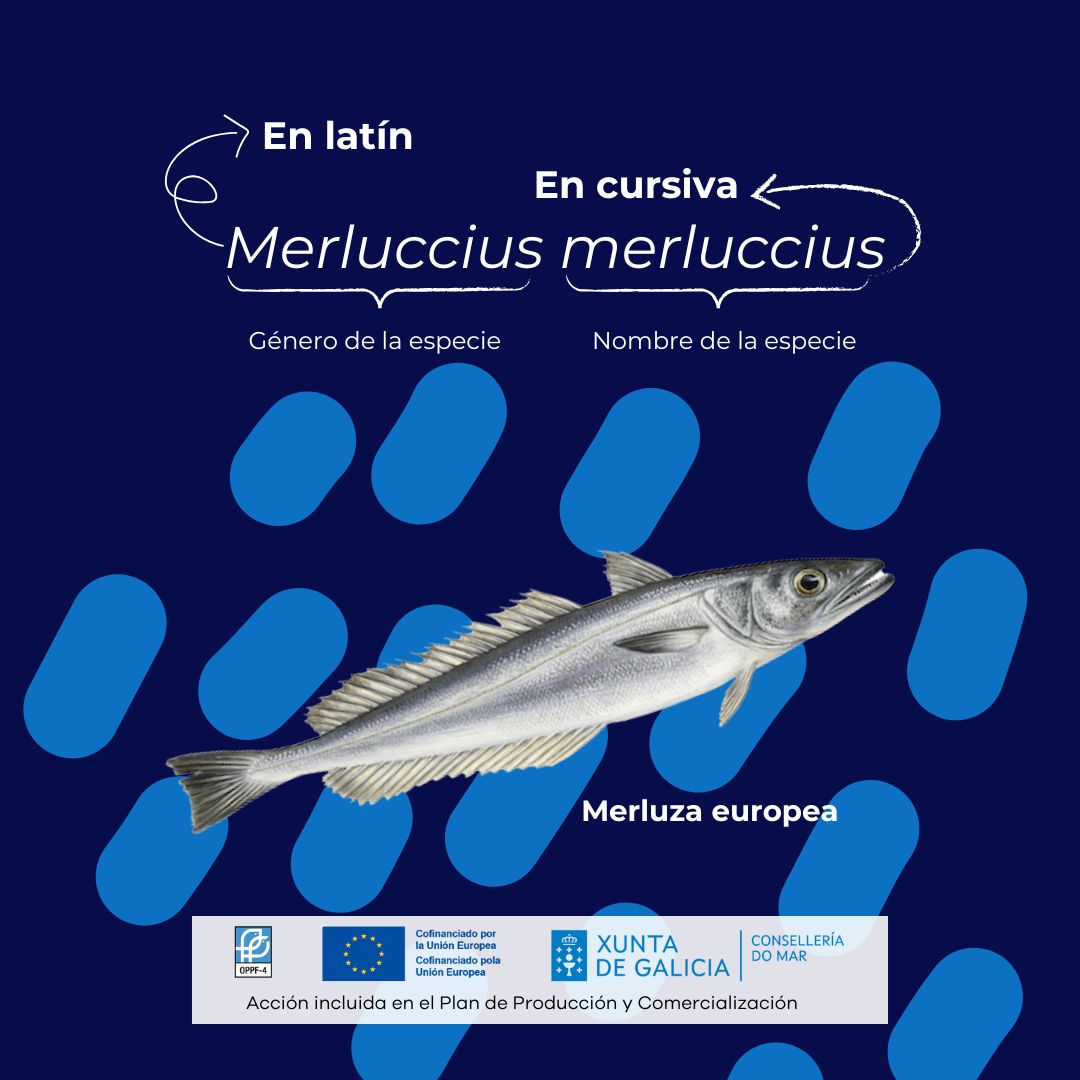 🔎Cuando compras pescado, puedes encontrar dos nombres: la denominación comercial, que es el nombre común con el que lo conocemos, y el nombre científico, que es universal y único para cada especie, sin importar el idioma.

Acción patrocinada por la <a href="/Xunta/">Xunta de Galicia</a> de Galicia y el #FEMPA