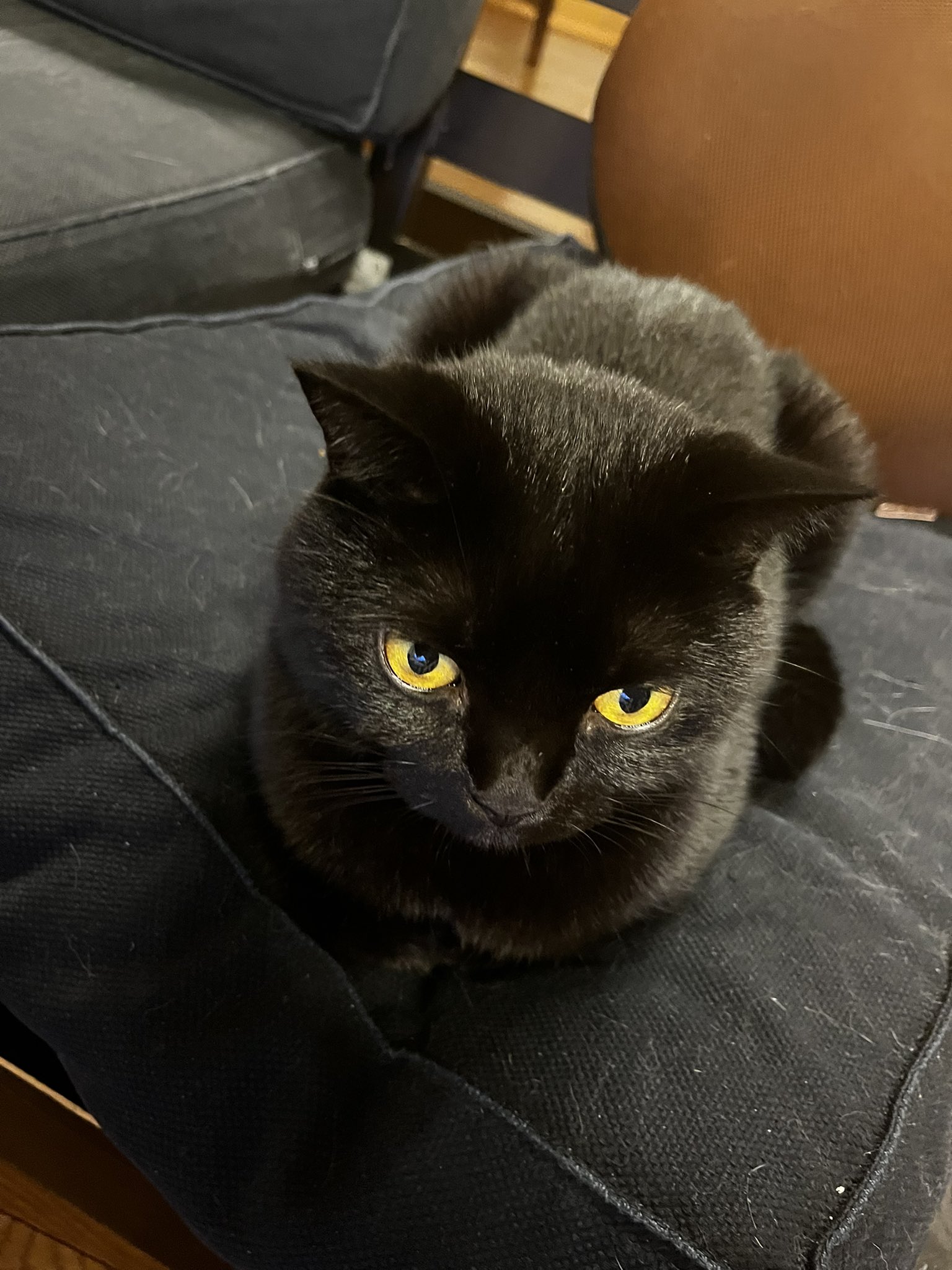 黒猫大好き 黒猫トニー on X: 