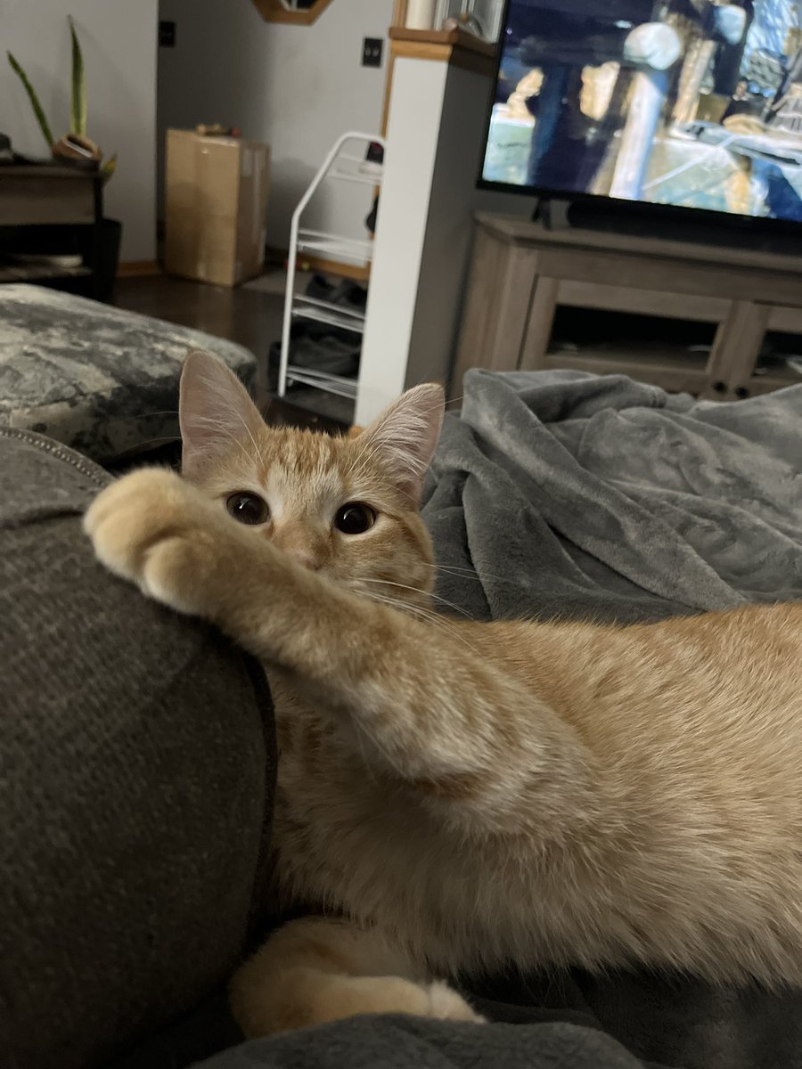 DinkyCat2's tweet image. His eyes are always so big