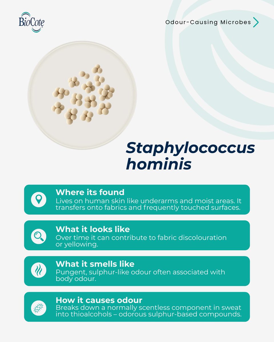 BioCote's tweet image. Persistent product odours? The cause might be microbial.
Think sulphuric sweat and sour dairy #odours, or earthy mould.

Discover 4 odour-causing microbes and how BioCote® technology helps reduce their growth here
🔗 eu1.hubs.ly/H0lVGb20

#OdourControl #AntimicrobialTechnology