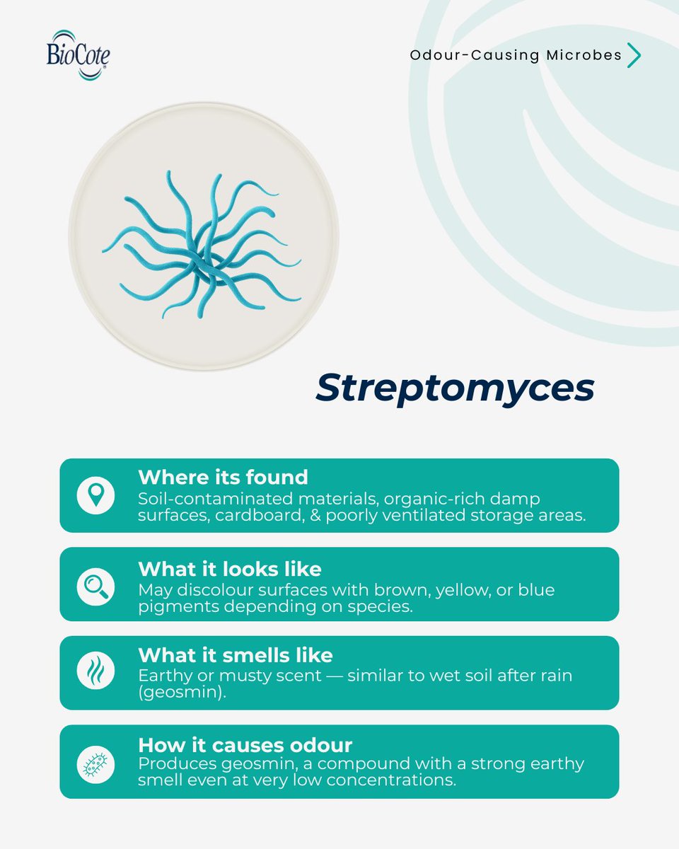 BioCote's tweet image. Persistent product odours? The cause might be microbial.
Think sulphuric sweat and sour dairy #odours, or earthy mould.

Discover 4 odour-causing microbes and how BioCote® technology helps reduce their growth here
🔗 eu1.hubs.ly/H0lVGb20

#OdourControl #AntimicrobialTechnology