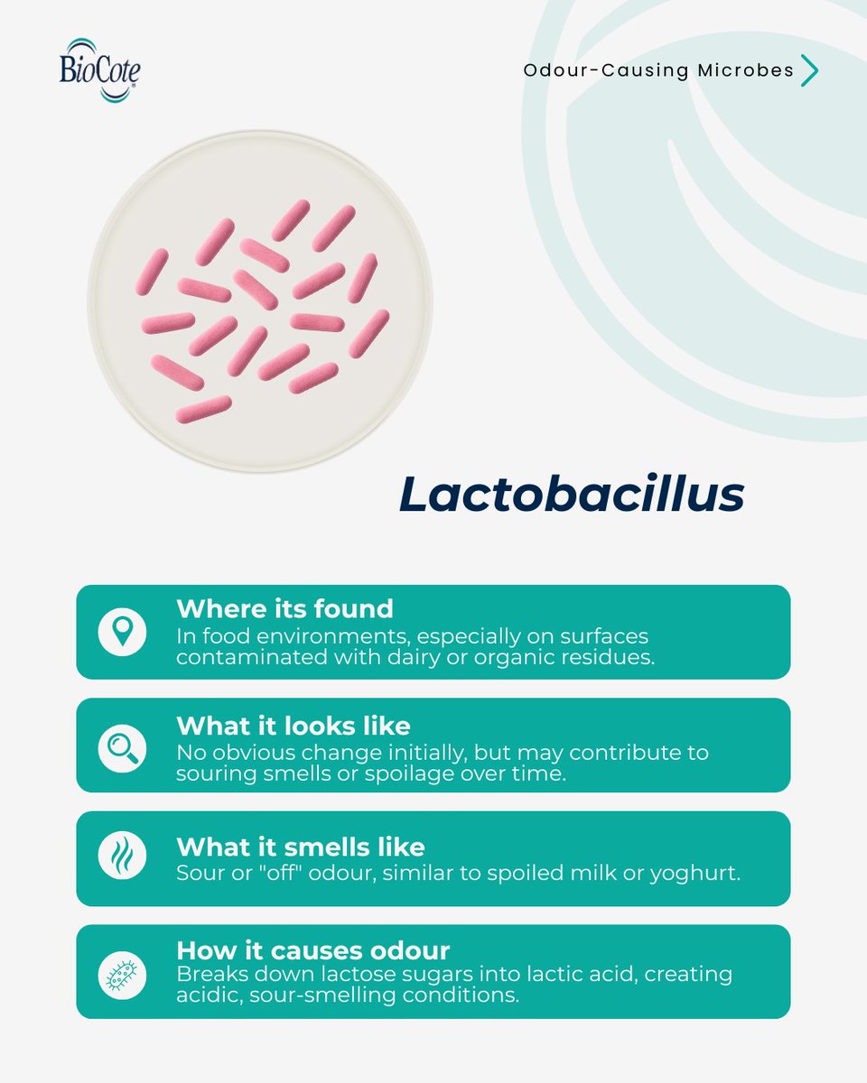 Persistent product odours? The cause might be microbial.
Think sulphuric sweat and sour dairy #odours, or earthy mould.

Discover 4 odour-causing microbes and how BioCote® technology helps reduce their growth here
🔗 eu1.hubs.ly/H0lVGb20

#OdourControl #AntimicrobialTechnology
