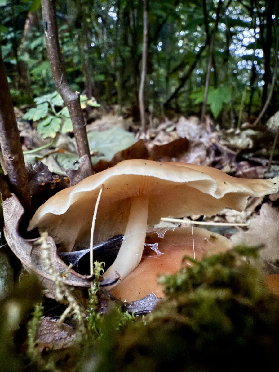 Nice to find a few mushrooms, it’s been a while