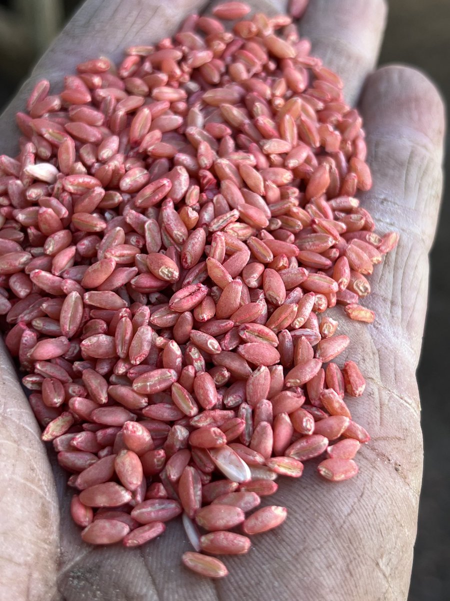 Pickled wheat 35 ton off rockstar vixen mix  and 15 ton Comodus barley $400 with cruzer and Vibrance cleaned by Carr seeds 0427336958