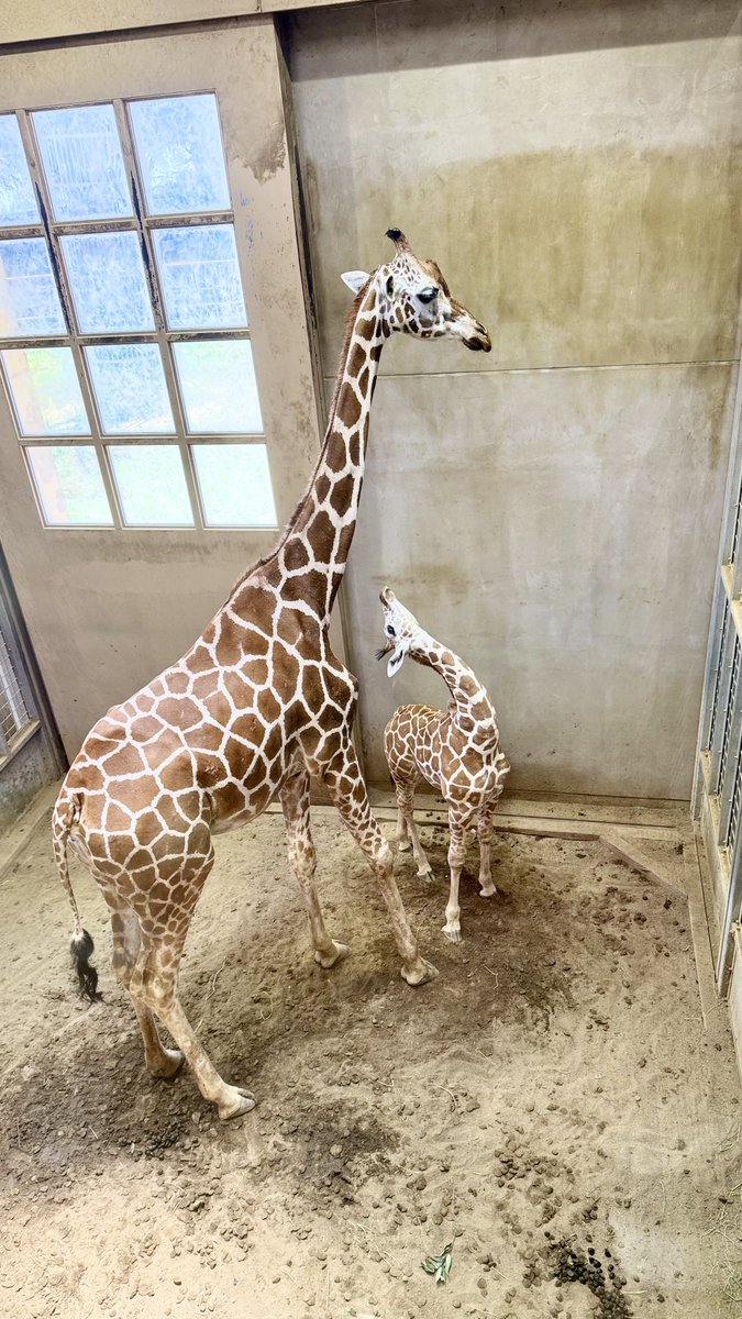 fmhdicmr's tweet image. チンパンのジュウザには会えなかったけど、キリンのココナちゃんには会えた!ママと一緒だと本当にまだ小さいね😍
#かみね動物園
#アミメキリン
#ココナ
#キリナ