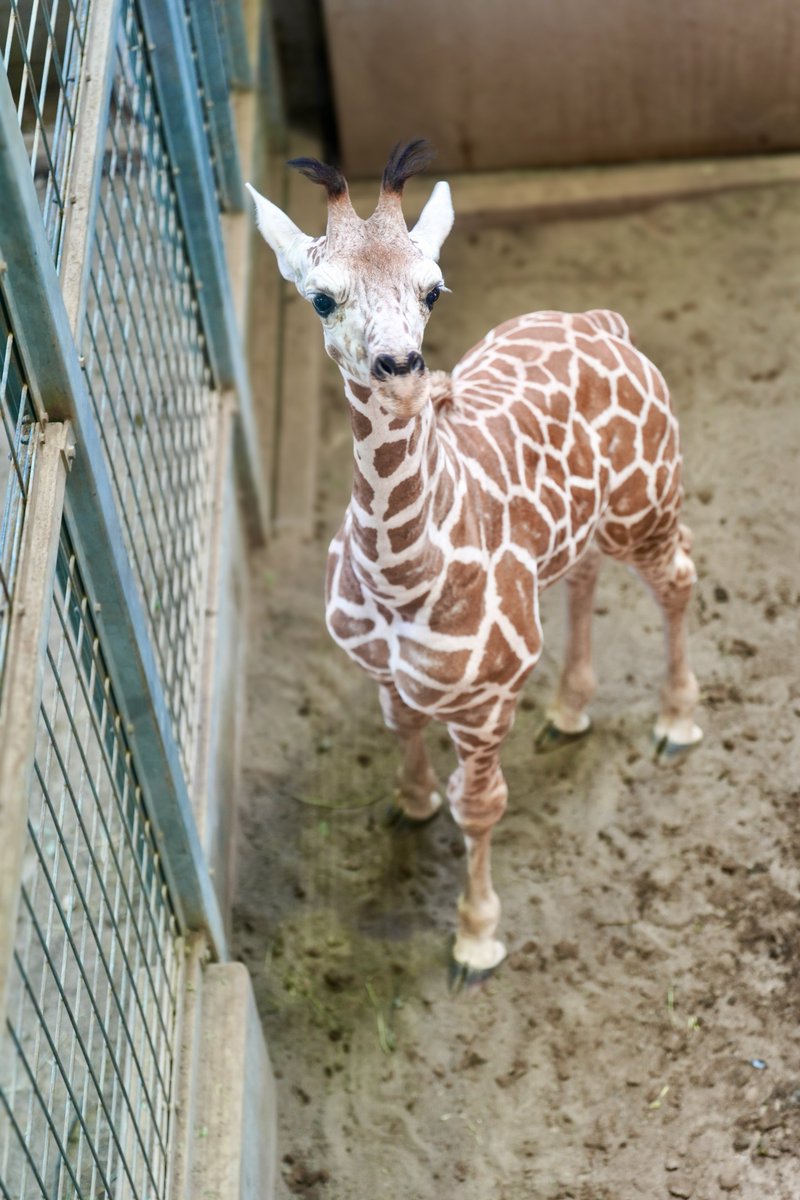 fmhdicmr's tweet image. チンパンのジュウザには会えなかったけど、キリンのココナちゃんには会えた!ママと一緒だと本当にまだ小さいね😍
#かみね動物園
#アミメキリン
#ココナ
#キリナ