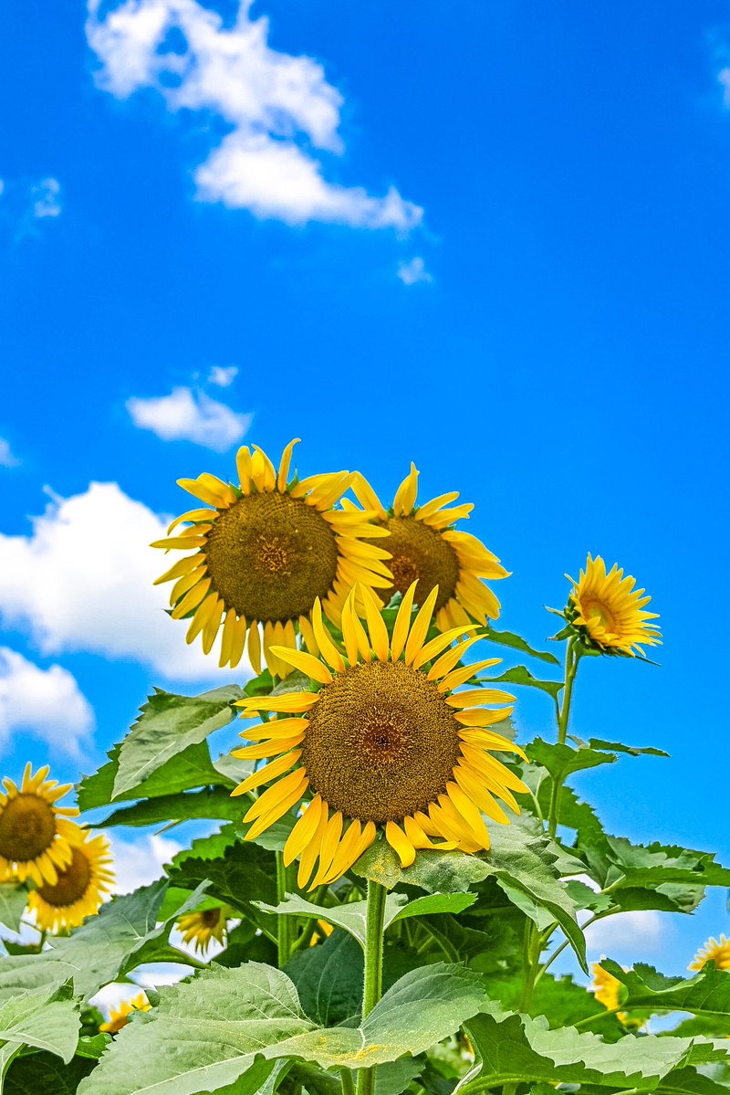 knight_amg's tweet image. 青い空とひまわり🌻