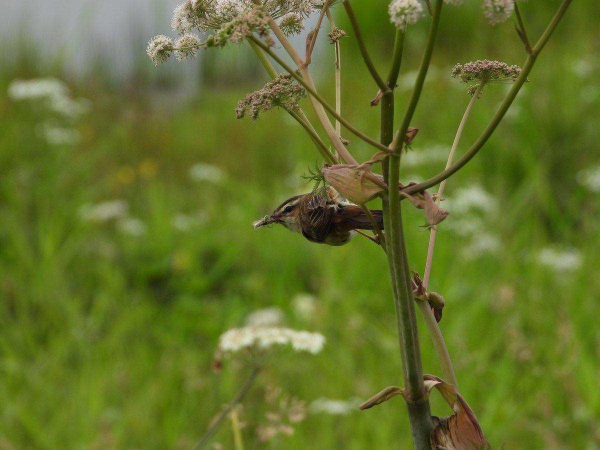 dBwarro's tweet image. Enjoyed watching this sedge warbler coming and going with food at lochwinnoch over the weekend