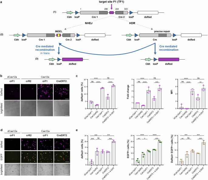 CommsBio's tweet image. SWITCHER, a CRISPR-inducible floxed wild-type Cre regulating CRISPR activity: Communications Biology, Published online: 02 July 2025; doi:10.1038/s42003-025-08427-8SWITCHER is a CRISPR-controlled, self-limiting Cre switch, capable of orchestrating the… nature.com/articles/s4200…