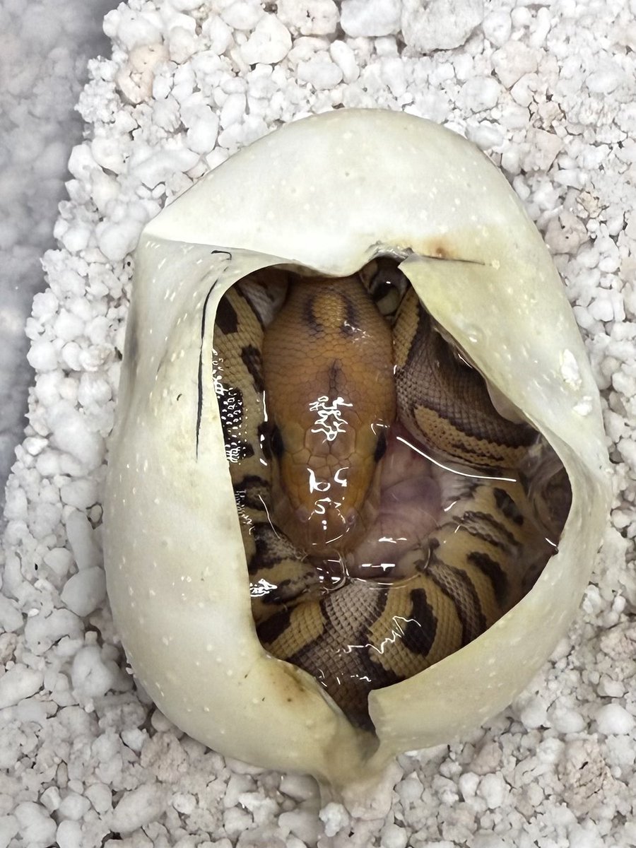 Ball Pythons ボールパイソン 🐍 ・2018BECB バンブージェネティックストライプ♂ ・1.0