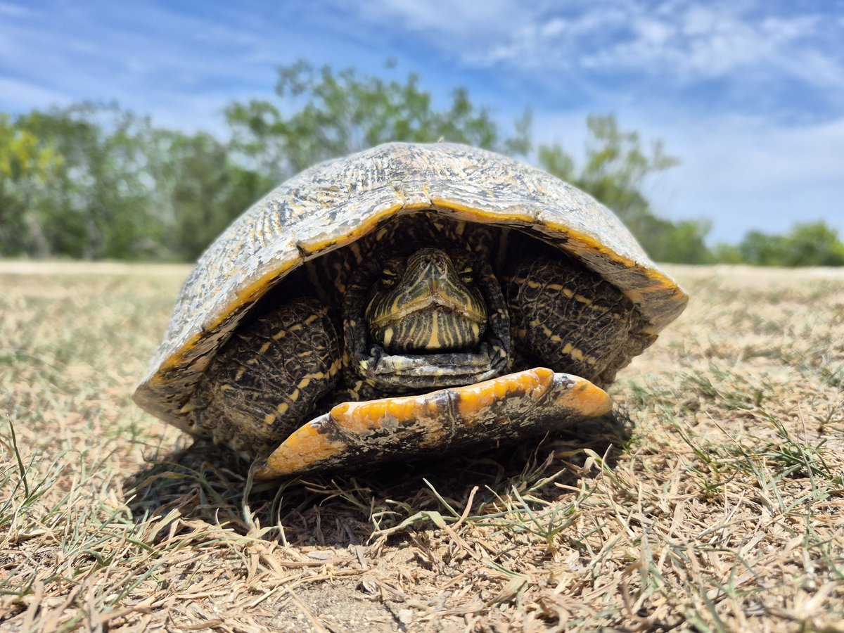 lizardschwartz's tweet image. Anyone know this chap from San Antonio, Texas? I'm not too hot on my terrapin ID and no one has helped on iNat yet 馃槄