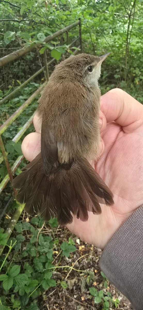 RingersWm's tweet image. A session at Venus Pool with @SOS_Birds at the weekend saw us ring
8 Reed Warbler 
2 Cettis Warbler
4 Blackcap
1 Robin
1 Garden warbler
7 Chiffchaff 
1 Wren
Great to see recently fledged Cetti&apos;s warbler, showing recent breeding success! But an absence of recaptures was unusual?
