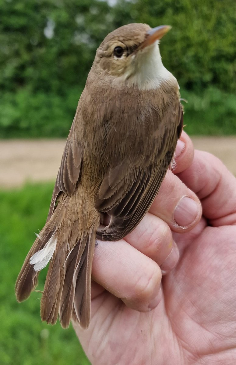RingersWm's tweet image. A session at Venus Pool with @SOS_Birds at the weekend saw us ring
8 Reed Warbler 
2 Cettis Warbler
4 Blackcap
1 Robin
1 Garden warbler
7 Chiffchaff 
1 Wren
Great to see recently fledged Cetti&apos;s warbler, showing recent breeding success! But an absence of recaptures was unusual?