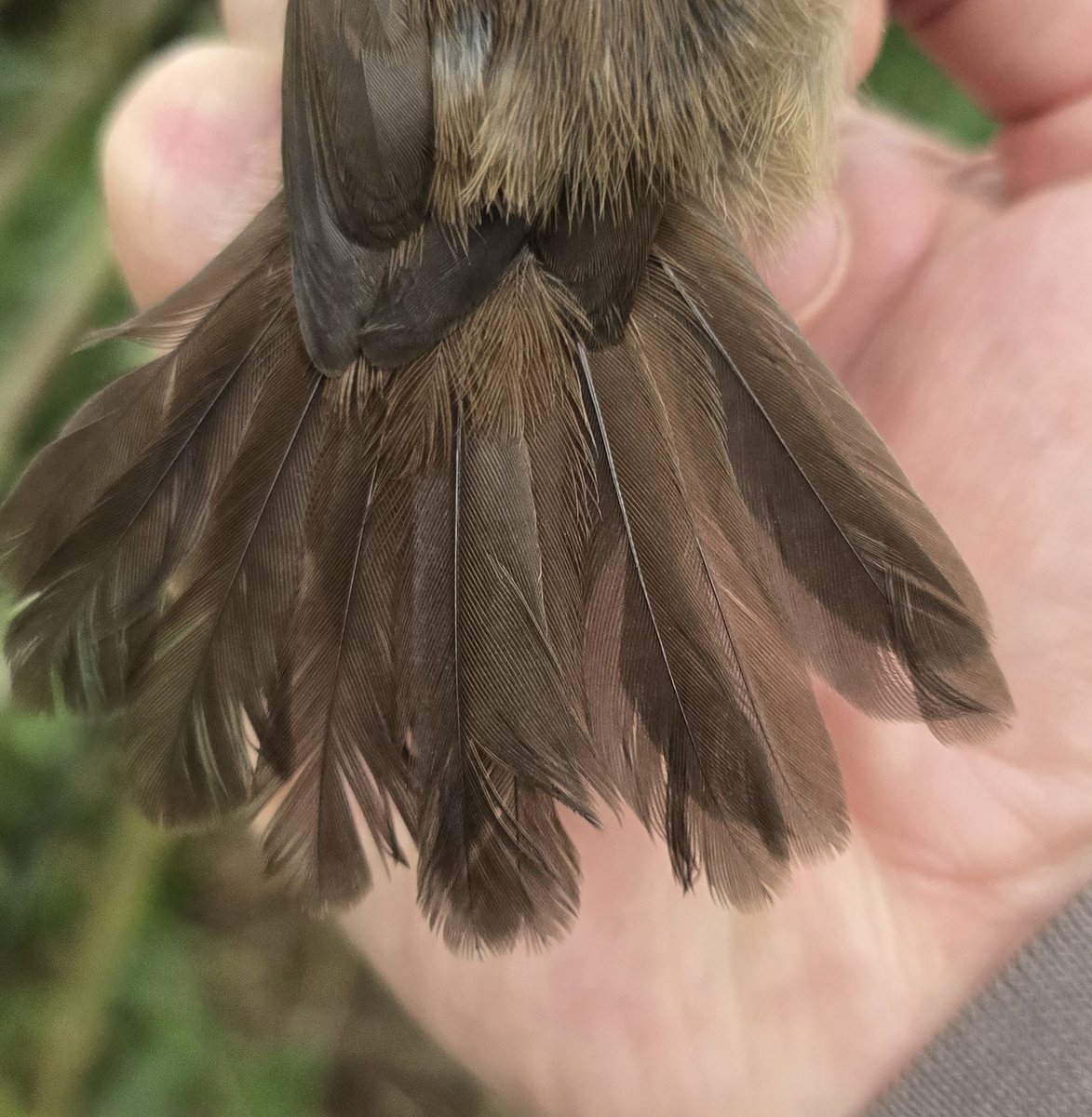 RingersWm's tweet image. A session at Venus Pool with @SOS_Birds at the weekend saw us ring
8 Reed Warbler 
2 Cettis Warbler
4 Blackcap
1 Robin
1 Garden warbler
7 Chiffchaff 
1 Wren
Great to see recently fledged Cetti&apos;s warbler, showing recent breeding success! But an absence of recaptures was unusual?
