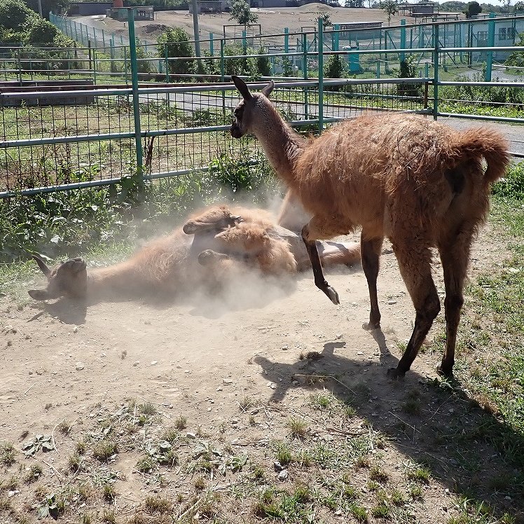 iwatesafari's tweet image. お母さんのダイナミック砂浴び伝授中!? 

#岩手サファリパーク #ラマ #Llama #コクヨウちゃん #見て覚える #伝授 #ダイナミック #砂浴び #ニブちゃん #先生 #砂塵起こし #汚れ落とし #虫落とし #リラックス効果 #キレのいい砂浴び