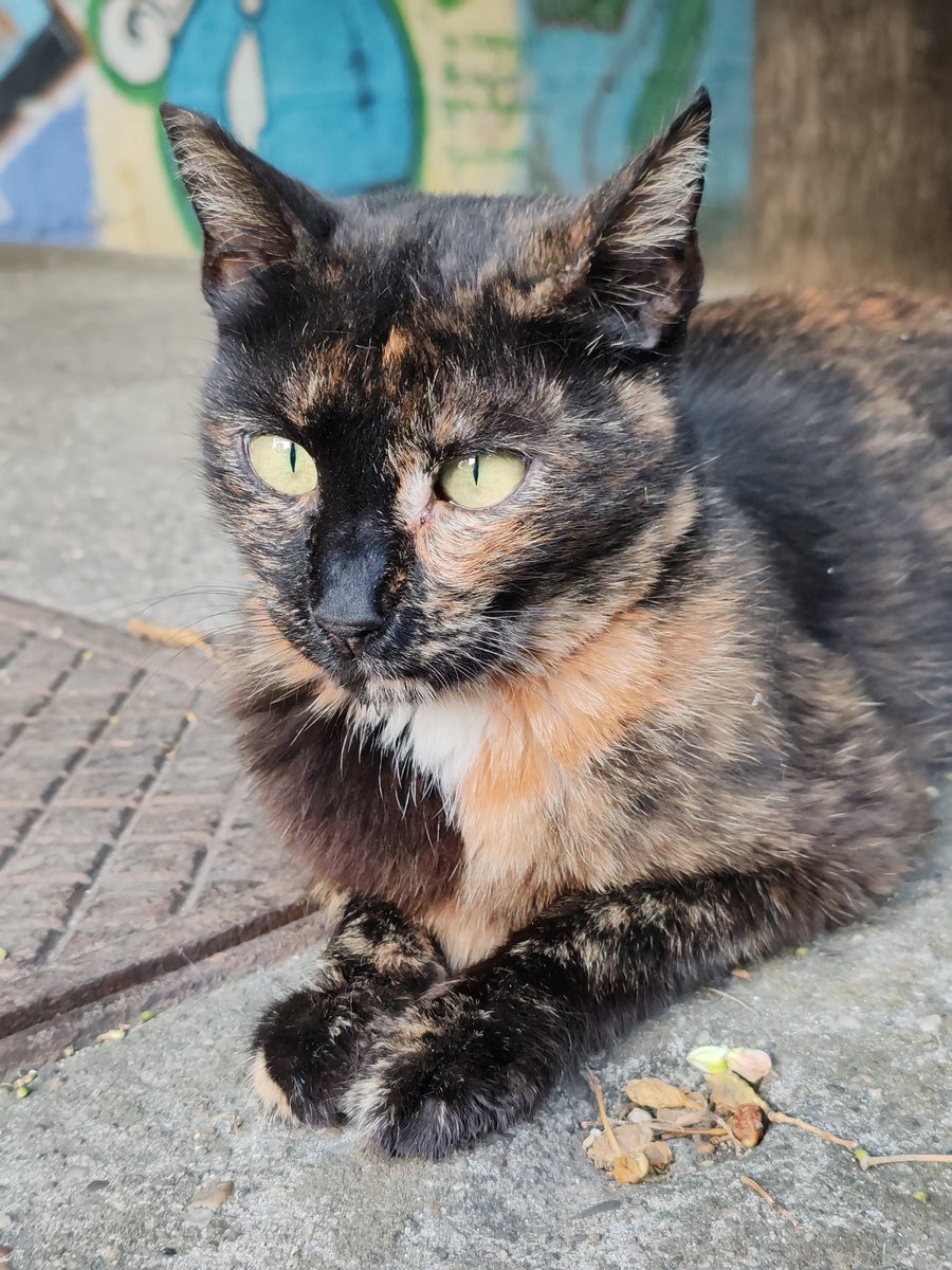 Good morning! 😍 Have a blessed day everyone. 🙏😇 This is my neighbor's cat. 🐱 P. S. I have taken this photo. 💯 #Tuesday #cat #GoodMorning