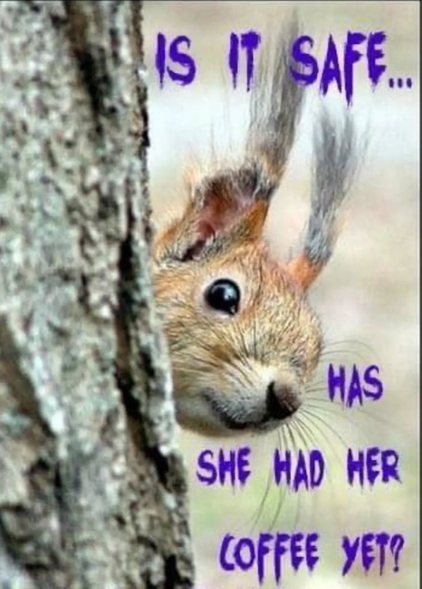BlueMooReviews's tweet photo. Happy Tuesday morning! Time for coffee and fitness again! Canโt wait for taco night. #TuesdayFeeling
#TacoTuesday
#coffeebreak
#squirrelthoughts https://t.co/03UsiSaR2n