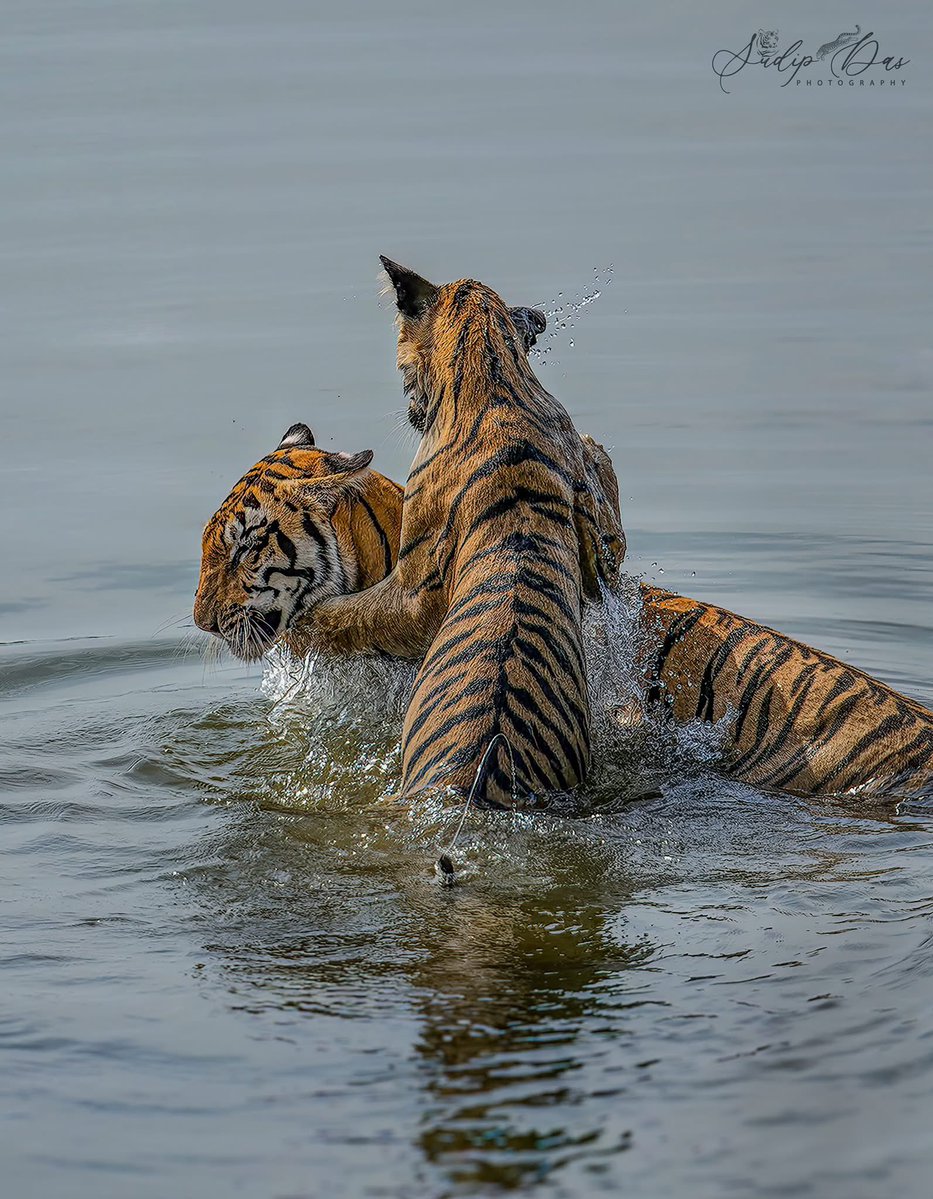 SMNK1972's tweet image. Mother and cub cooling down, Tigress F2 with her one cub. Photo taken in Gothangaon. Credit to Sudip Das