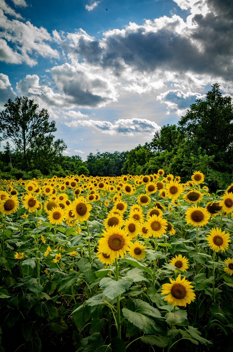 Come with me
into the field of sunflowers.
Their faces are burnished disks,
their dry spines 
creak like ship masts,
their green leaves,
so heavy and many,
fill all day with the sticky 
sugars of the sun.
—Mary Oliver