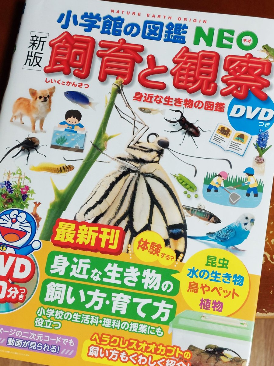 torukawabe's tweet image. 『小学館の図鑑NEO 新版 飼育と観察』
ぐんま昆虫の森に長年勤務された筒井学さん執筆(昆虫部分)ということで、実地経験に裏打ちされたナルホド~な情報が満載です。卵から成虫まで全ステージがモーラされた写真も素晴らしい。
昆虫少年少女の人生を変えてしまう力を秘めた本だと思います。
#虫の本