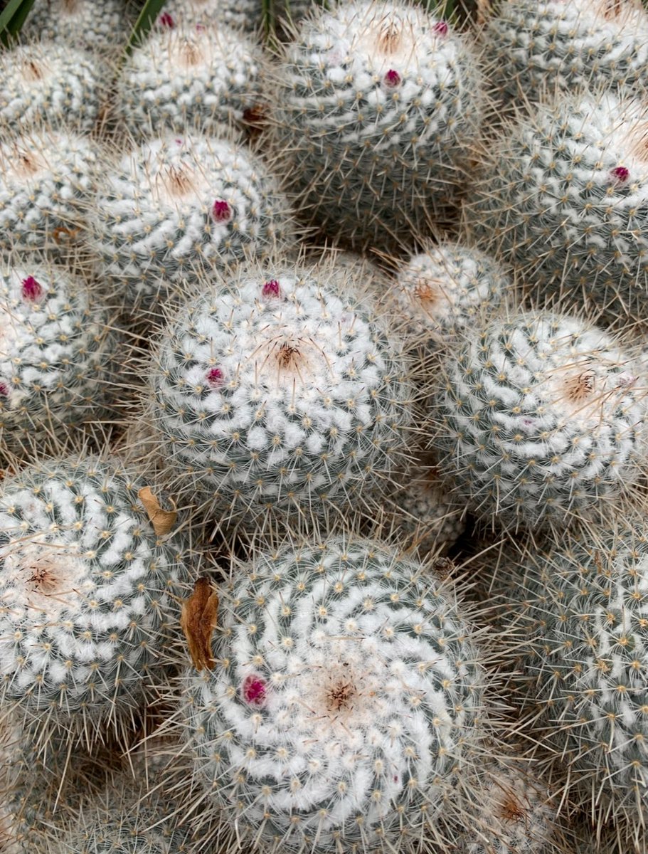 Mammillaria geminispina