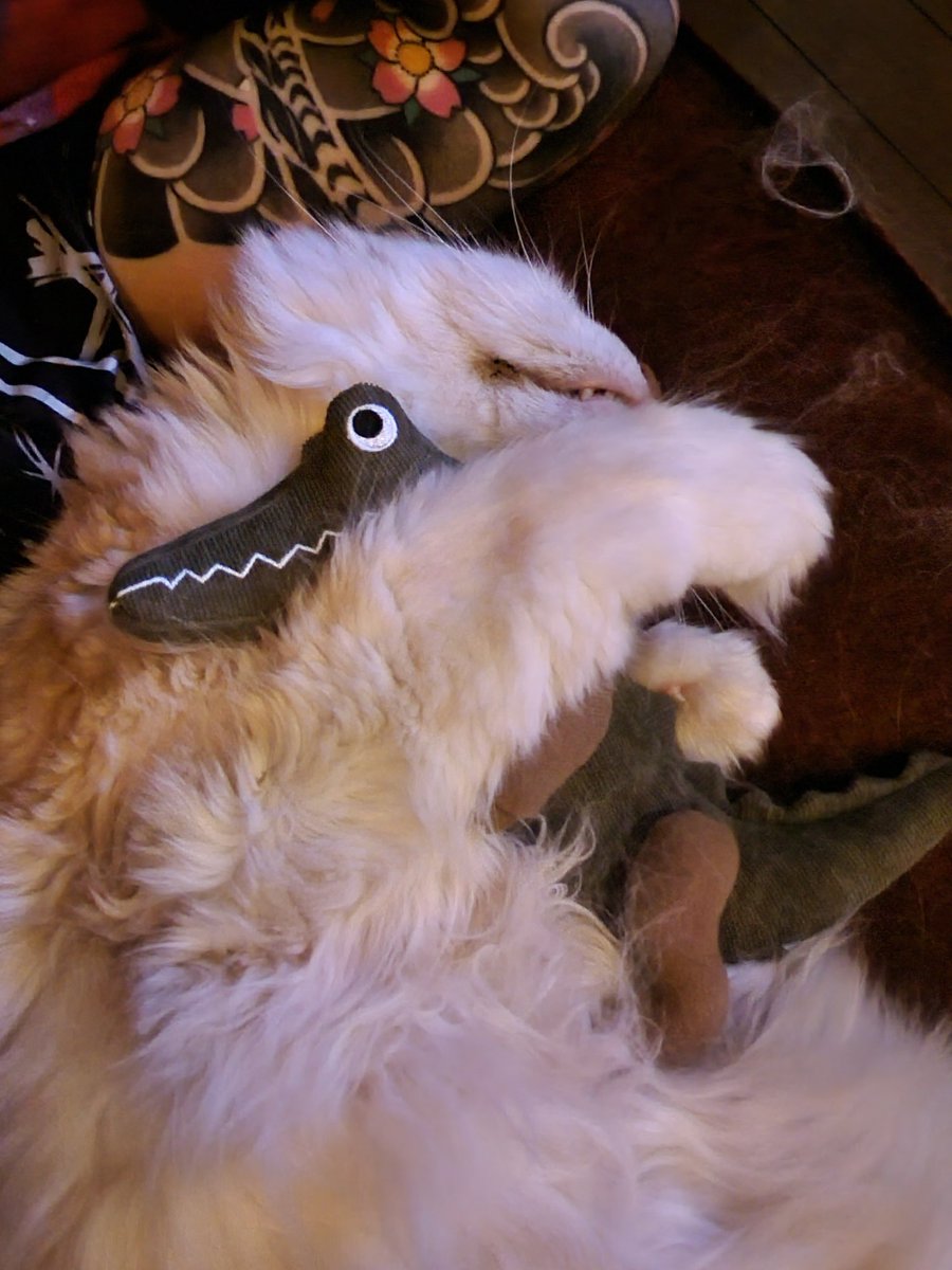 DJ_TAIYO's tweet image. 猫とワニ