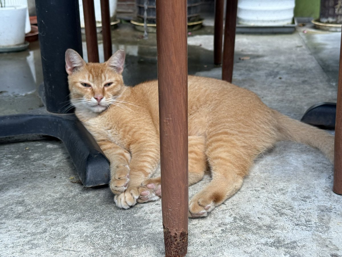SoyaOAO's tweet image. 🐱