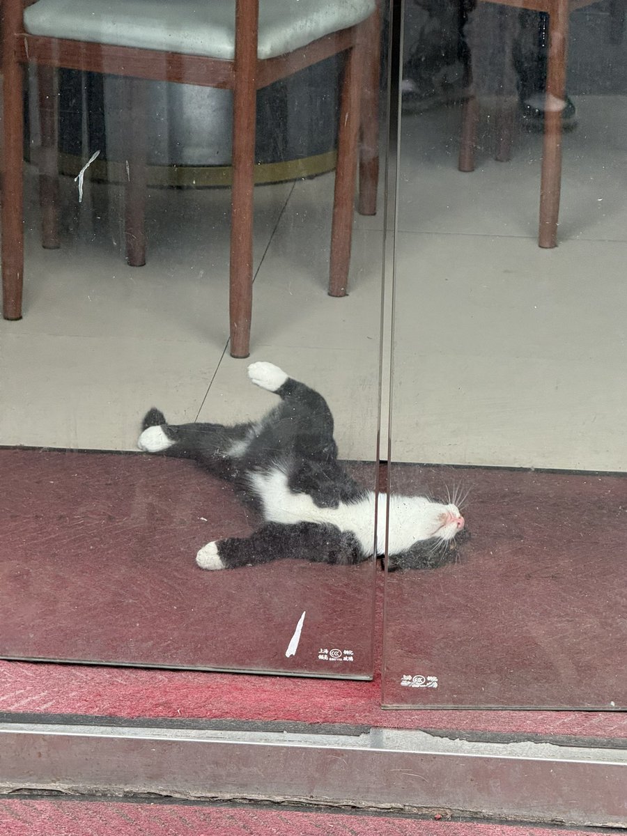 SoyaOAO's tweet image. 🐱