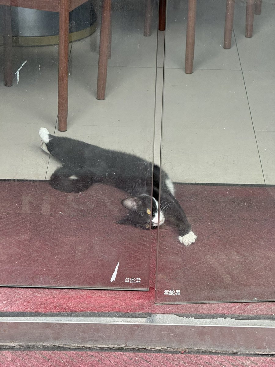 SoyaOAO's tweet image. 🐱