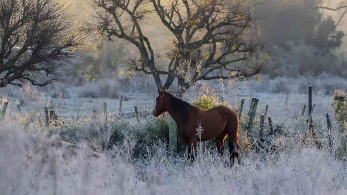 🥶 TEMPO | Rio Grande do Sul completa 40 dias com temperatura abaixo de zero no ano. ▶️ metsul.com/rio-grande-do-…