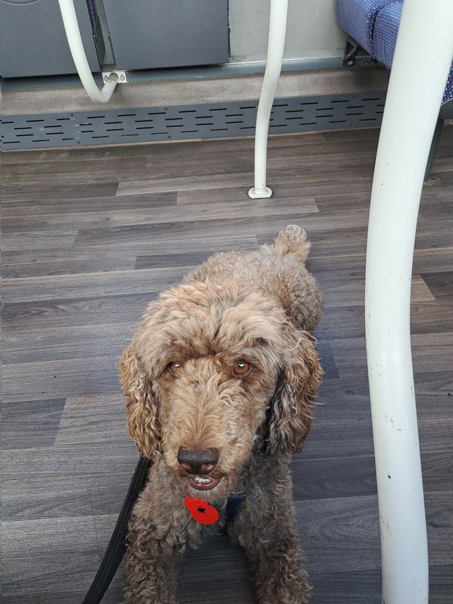 yorkshirejune's tweet image. A short trip on the local bus for @HearingDogsYork Ambassador Pasha.He was very well behaved and I  rewarded him with an off lead mooch round the nearby dog field.@HearingDogs learn about buses as part of their basic training
Hearingdogs.org.uk