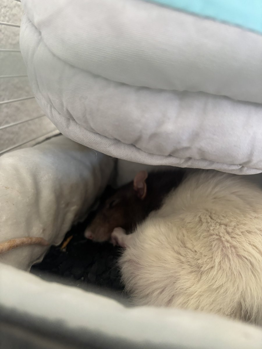 chloebrts's tweet image. Coco qui fait dodo dans son panier
