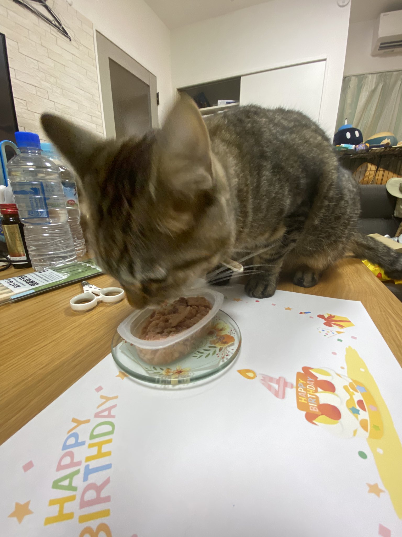 コロねこ こねこのしろちゃん (おはなしがいっぱい) ：堀尾青史／和歌山