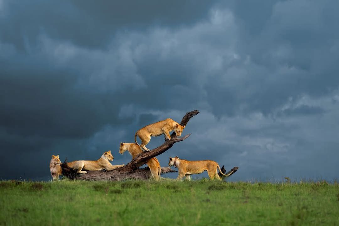 SMNK1972's tweet image. Dramatic picture of lionesses exploring a fallen tree with storm clouds in the background. Credit to Jalpa Trivedi Shah