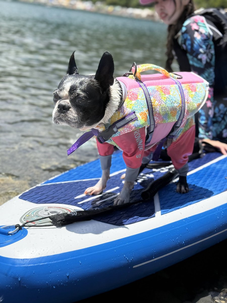 気分屋 ボストンテリアのハム (@kibunya86) / Posts / X