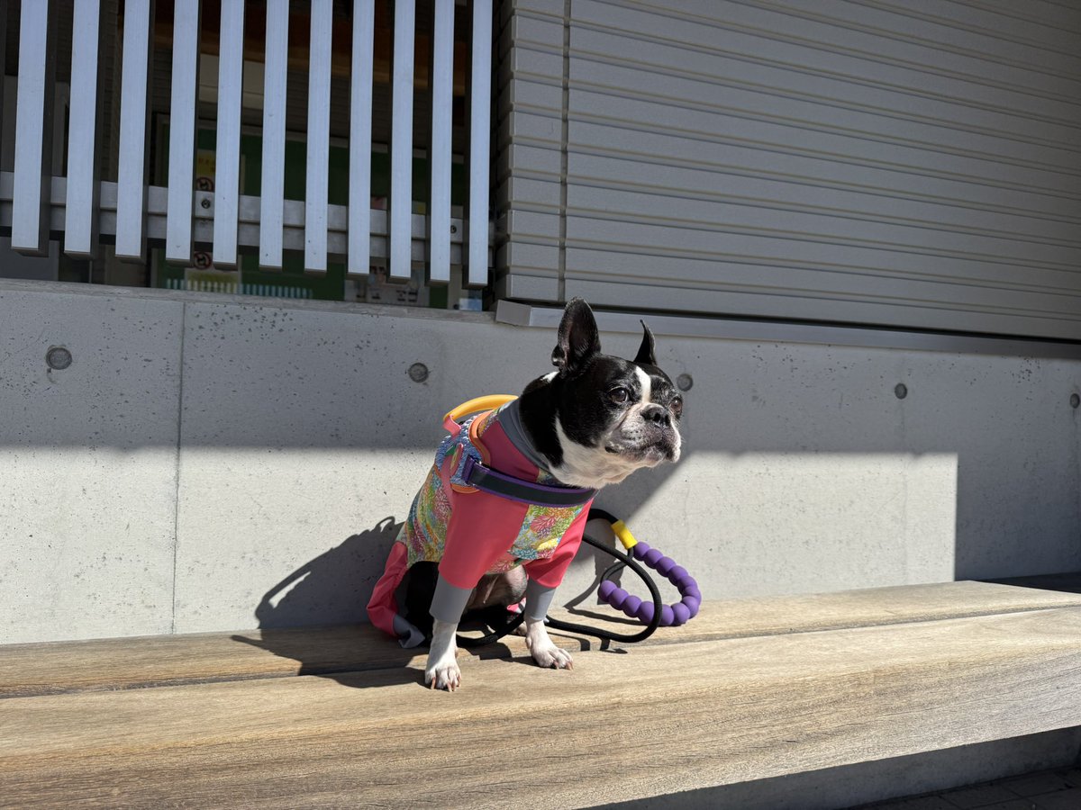 気分屋 ボストンテリアのハム (@kibunya86) / Posts / X