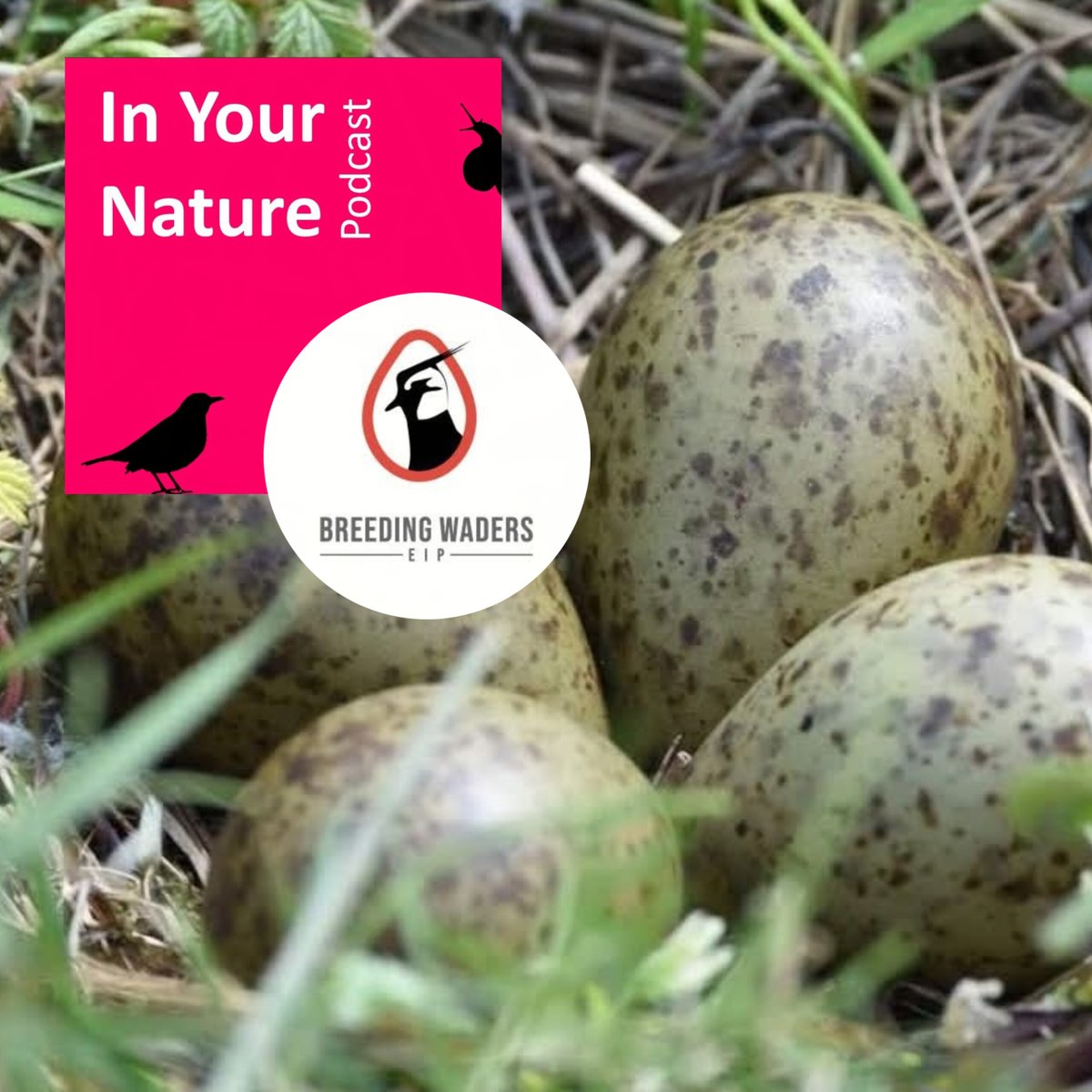 BirdWatchIE's tweet image. BirdWatch Ireland's In Your Nature podcast is back for a new season! This week we chat to Owen Murphy, Senior Project Manager with @BreedingWaders, about the fight to save some of Ireland’s most threatened ground-nesting birds. buzzsprout.com/1701709/episod…