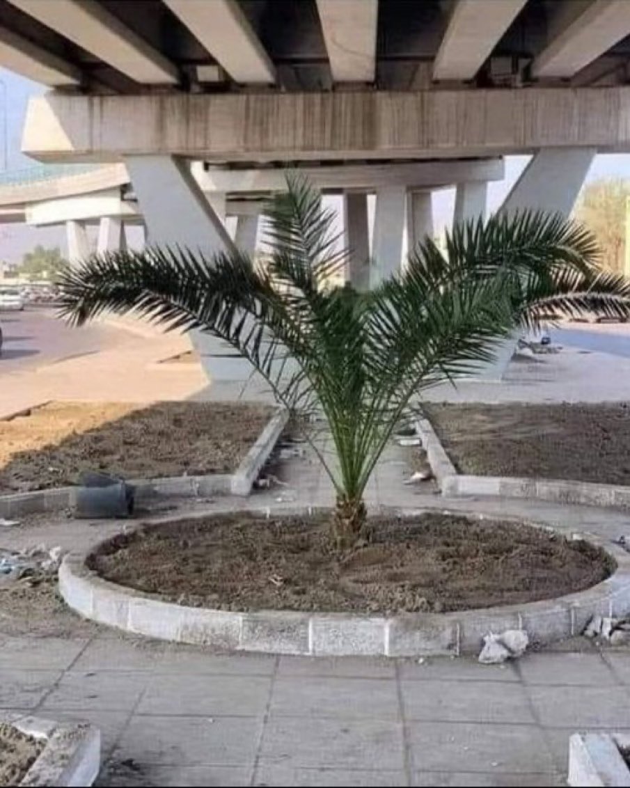 ALMISNID's tweet image. ليست المشكلة في النخلة🌴،
بل في قرار زراعتها في المكان الخطأ.

إذا لم تُدرس المواقع، ولا تُراعى احتياجات النبات،
فهذا ليس تشجيرًا .. بل عشوائية مكلّفة تُشوه المدن وتُهدر الموارد.

الصورة تُجسد الحاجة المُلحة إلى ما أنادي به منذ سنوات:
 نُريد كودًا وطنيًا لتشجير المدن، لا قرارات…