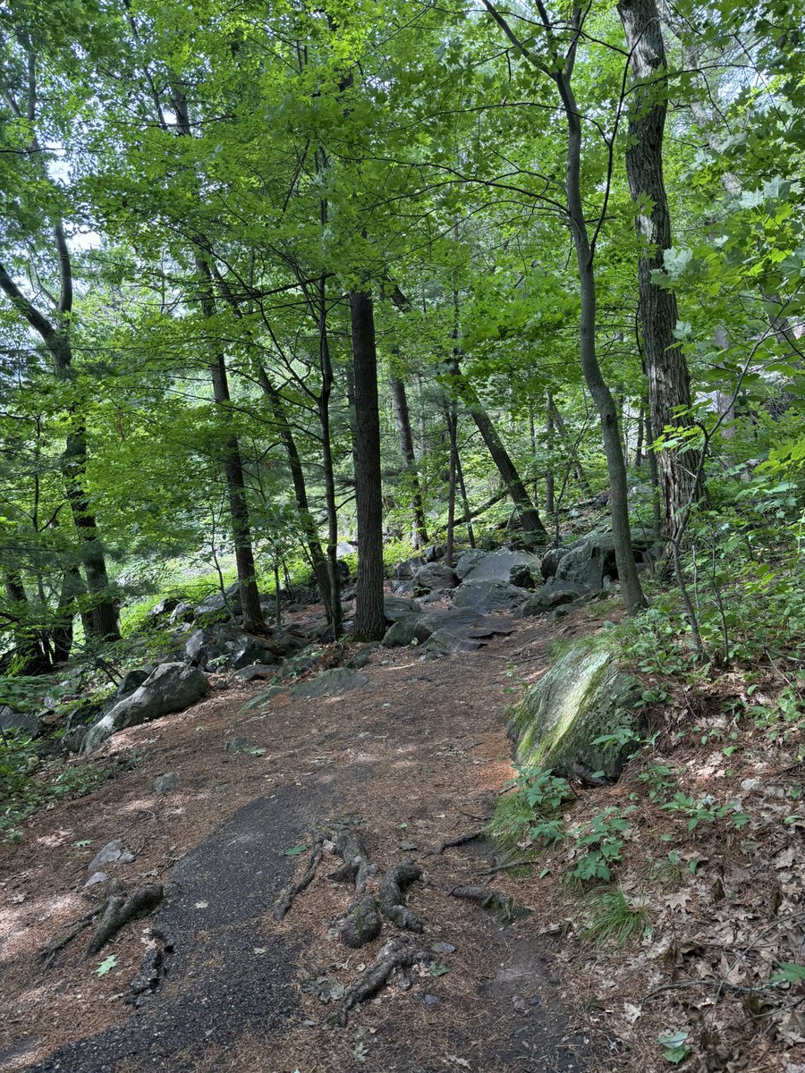 Popswithhops's tweet image. I thought it would be shorter with less elevation🤦🏼♂️
#TrailTuesday