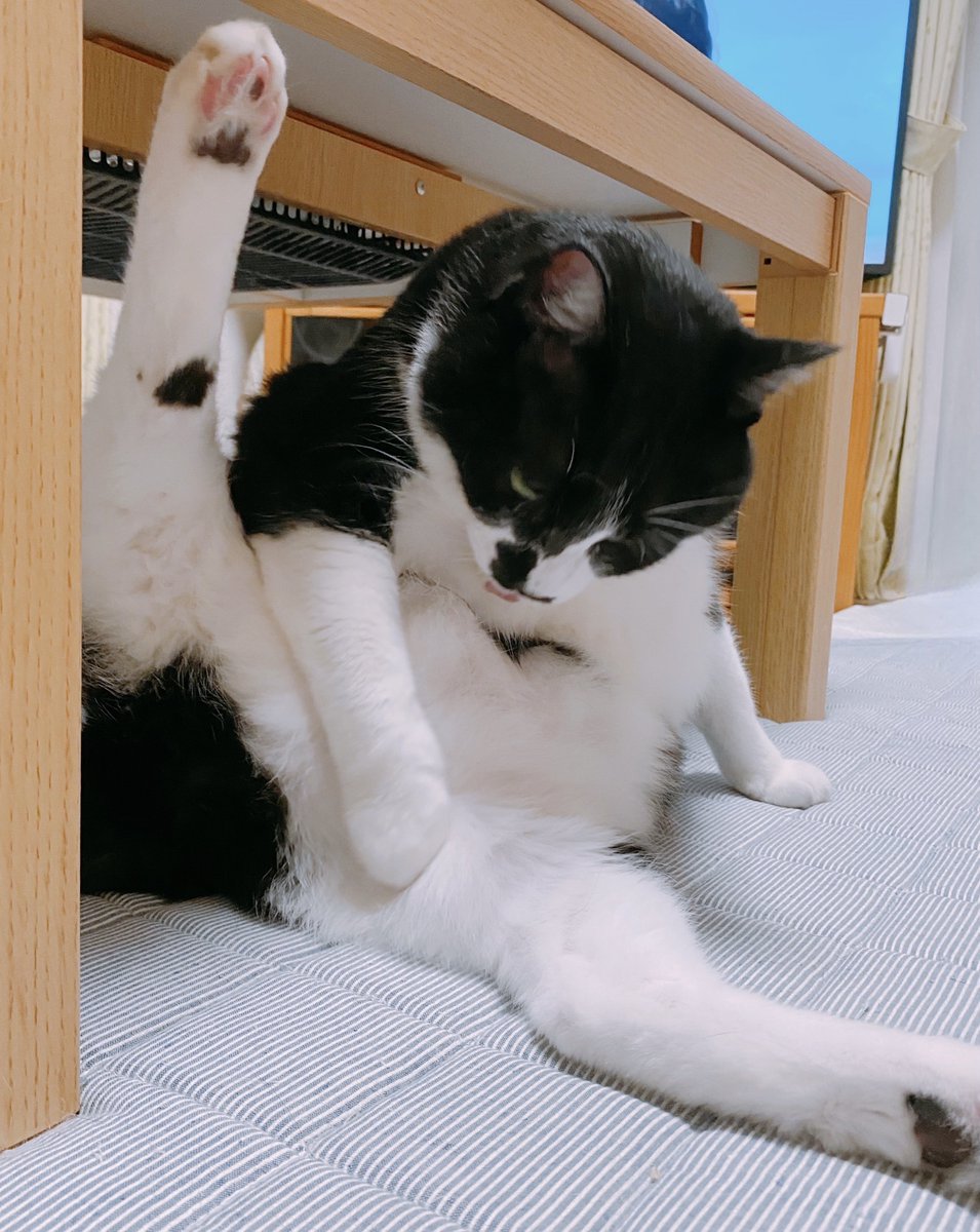 soraco0911's tweet image. てんちゃんは猫じゃなくて
てんちゃんていう種類の生き物