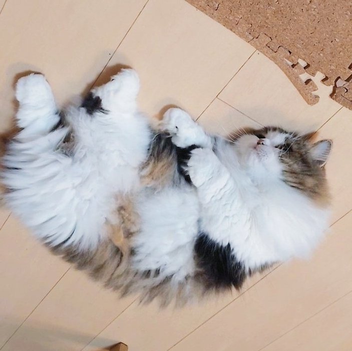 marotrain's tweet image. 可愛すぎる🩷うちのぬいぐるみ🧸🩷

#猫のいる暮らし𓏲𓎨   #ミヌエット