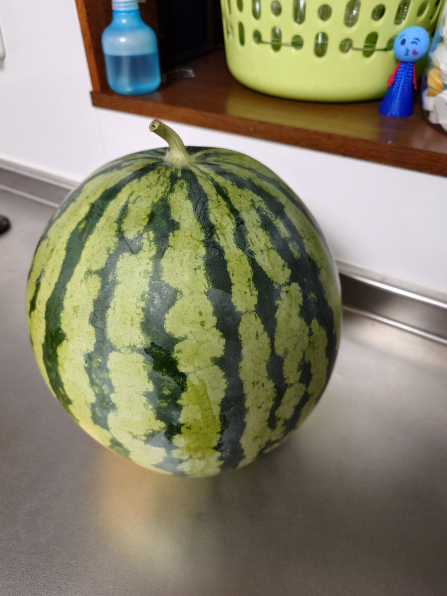 ginzhake's tweet image. すいか！もらった！！ごりっぱ！！！
