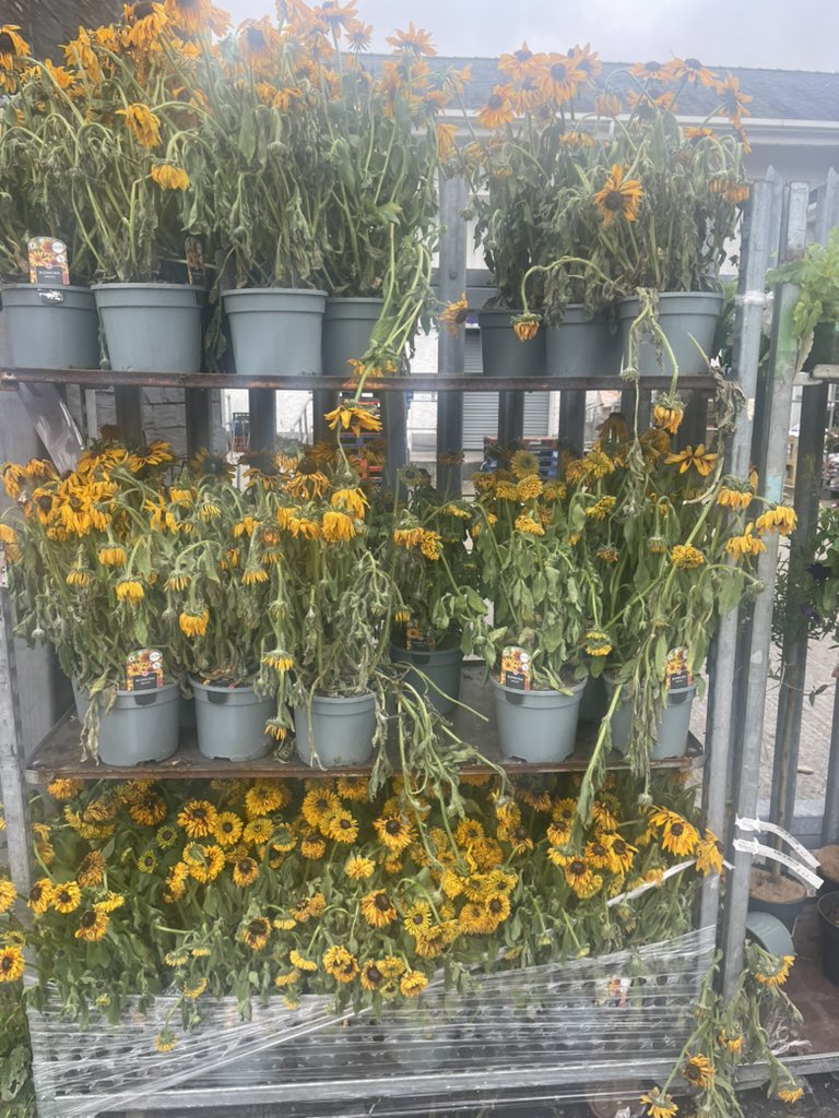 I don’t think these dried flowers are going to sell well…