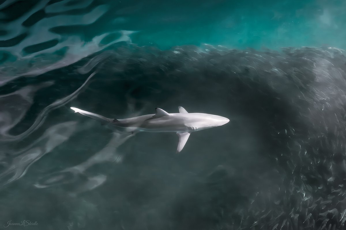 HamptonsDrone's tweet image. Featured here is an 8ft spinner shark pursuing a school of menhaden fish. This guy got lots of blown kisses from me as he stayed on the surface traveling just 2.5 mph for a couple of minutes.