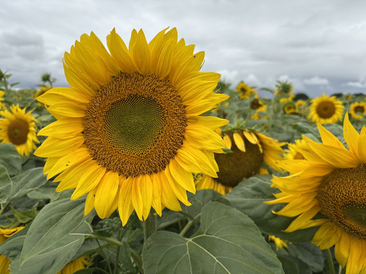 NoniSturge's tweet image. Beautiful morning spent at a sunflower field🌻🌻