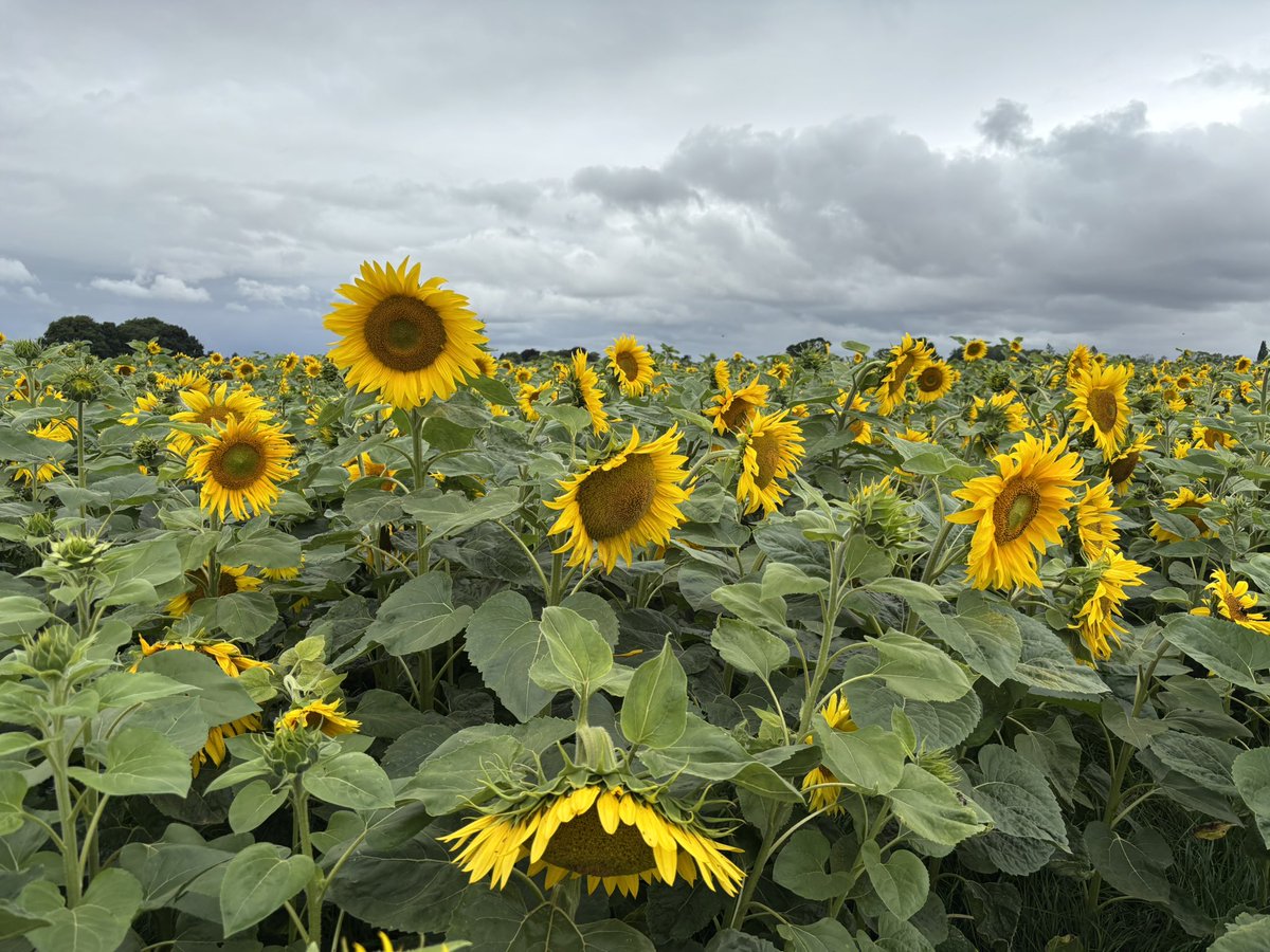 NoniSturge's tweet image. Beautiful morning spent at a sunflower field🌻🌻