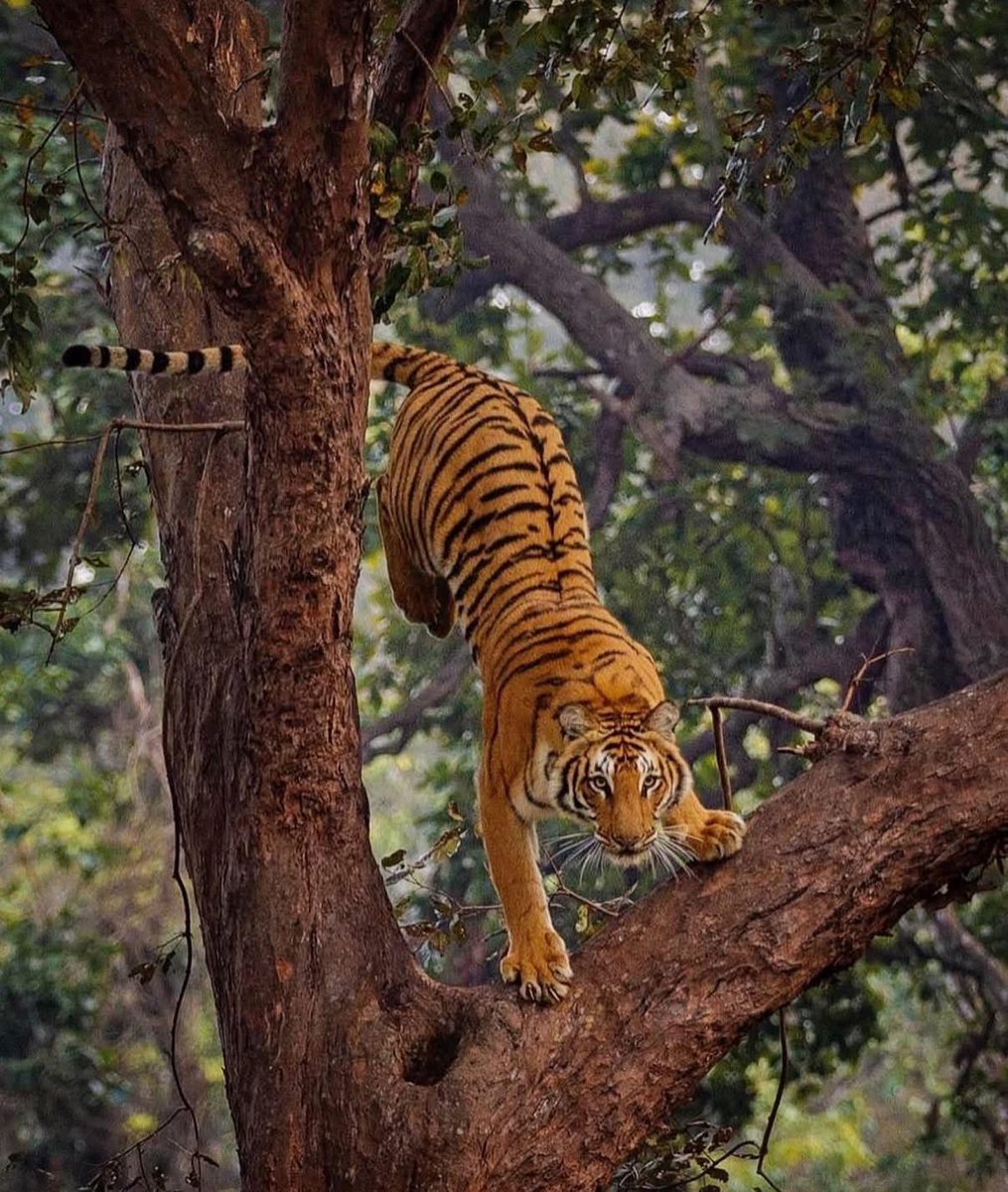 SMNK1972's tweet image. Cracking photo of Bengal tiger dismounting a tree. Credit to Frederic Geffroy